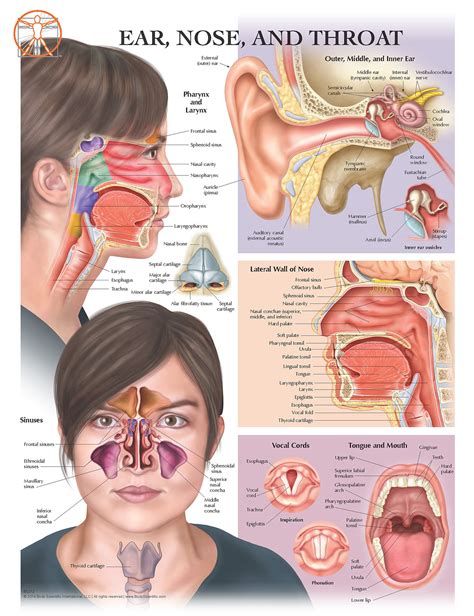 Ear Nose Throat Anatomy Chart Poster Laminated Stickhealthcare Co Uk