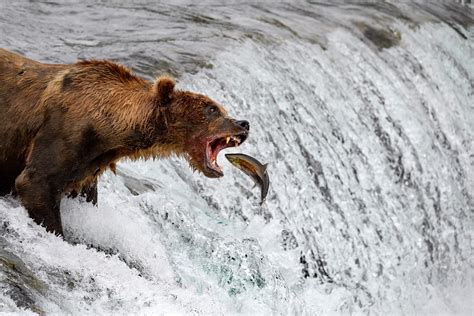 Adventures In Photography Alaskan Grizzly Bears With Chris Mclennan Alc