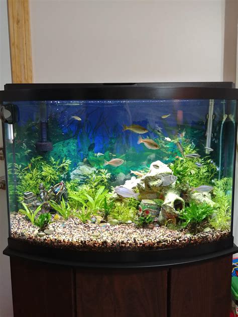 My Gallon Bow Front Planted Aquarium Any Suggestions R Aquariums