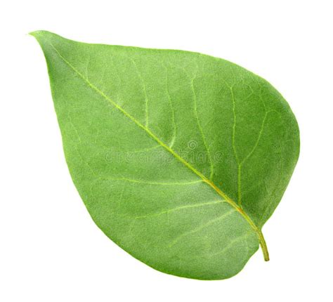 One Green Leaf Stock Image Image Of Idyllic Front Full 16178575