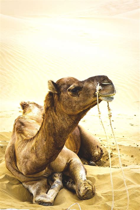 Sahara Desert Animals Information