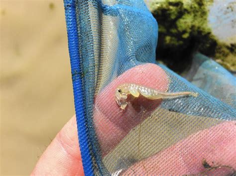 Meet The Riverside Fairy Shrimp The Latest Endangered Shrimp Found At