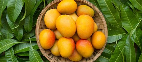 Benefits And Side Effects Of Mango On Skin Reequil