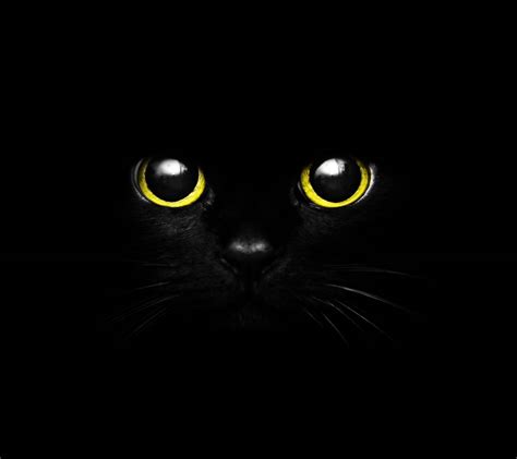 Cute Black Cat Eye Wallpaper By Gatitotonto 12 Free On Zedge