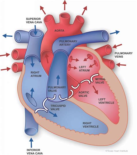 Salud Cardiovascular Anatom A Del Coraz N The Texas Heart Institute