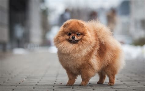 Download Wallpapers Pomeranian Spitz Brown Fluffy Dog Pets Cute