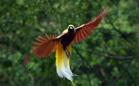 Mengenal Lebih Dekat Burung Cendrawasih Simbol Keindahan Indonesia