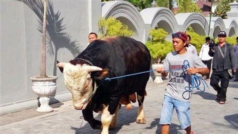 Jokowi menyiapkan 35 sapi untuk kurban pada hari raya idul adha 1442 hijriah, yang jatuh pada selasa, 20 juli 2021. Si Black, Sapi Kurban Jokowi Seharga Rp 100 Juta Ini Mandi Seminggu 2 Kali, Rajin Diberi Obat ...