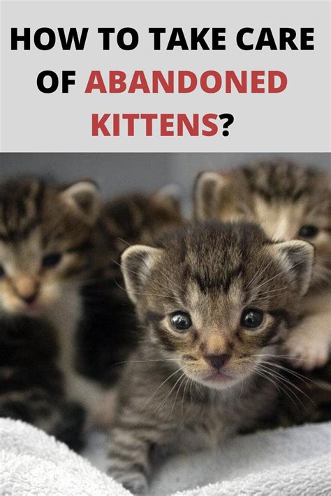 How to Take Care of Abandoned Kittens | Kittens, Cats and ...
