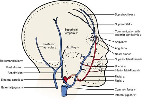 Superficial vein collecting blood from the inner leg and thigh and receiving blood from certain veins of the foot; veins of face - Google Search | Veins, Face, Anatomy