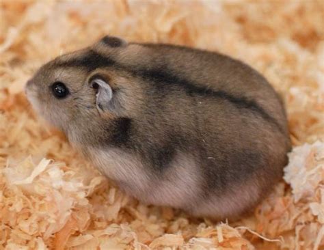Winter whites are native to parts of northwest china. Dwarf Hamster species - Hamster - Hamster | Savvity Network