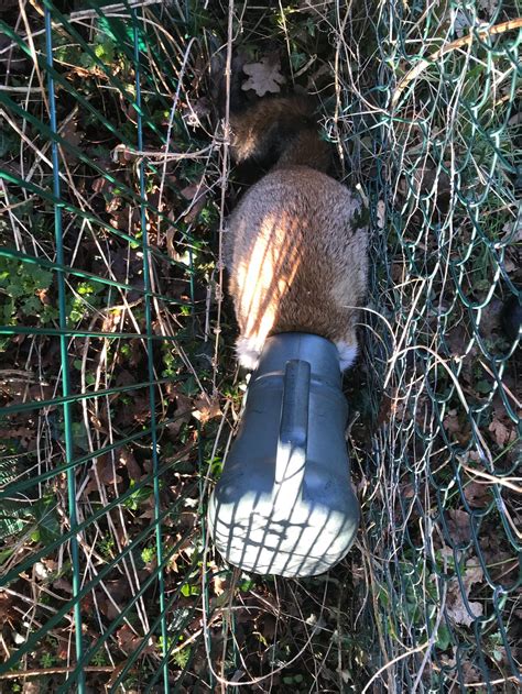 Fox With Watering Can On Head Prompts Rescue Operation Socialhub
