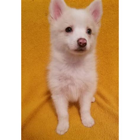 This is a pomsky dog sales website which provides you all comprehensive information about pomsky introduction. Adorable baby pomsky puppies in Miramar, Florida - Puppies ...