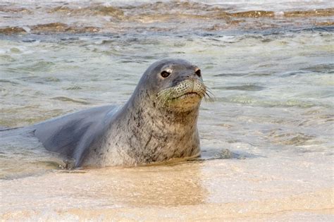 Hawaiian Monk Seal The Marine Mammal Center