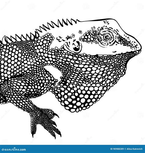 Chameleon In Zentangle Style Adult Antistress Coloring Page Vector