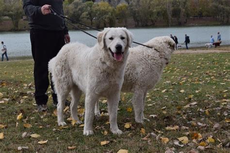 Kuvasz Information And Dog Breed Facts