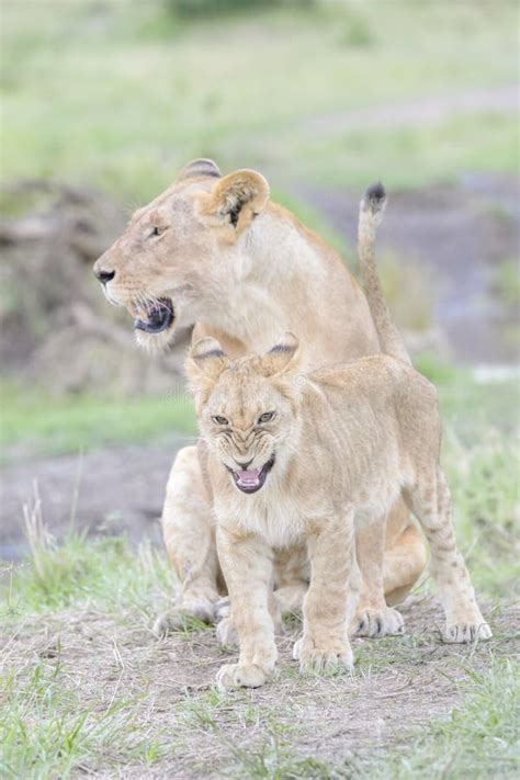 Leonessa Con I Suoi Cuccioli Che Si Trovano Sulla Savana Maasai Mara Kenya Fotografia Stock