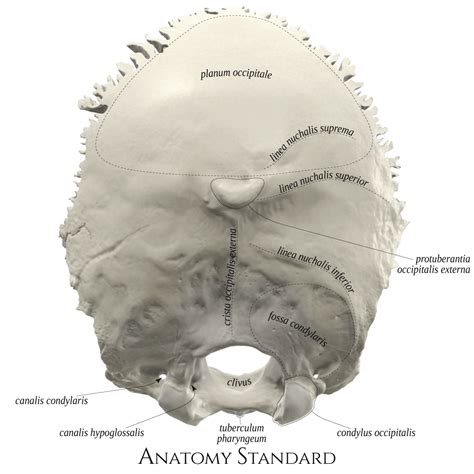 Os Occipital Anatomie