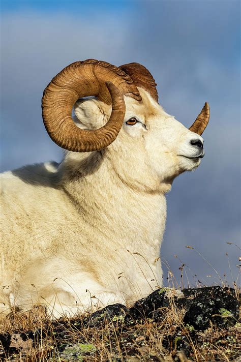 Dall Sheep Ram Ovis Dalli In Denali Photograph By Doug Lindstrand