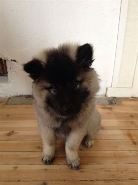 My Lovely Eurasier Puppy Dogs And Puppies Puppies Best Dogs