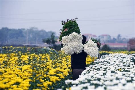 Những điều Nên Biết Về Làng Hoa Mê Linh Vĩnh Phúc