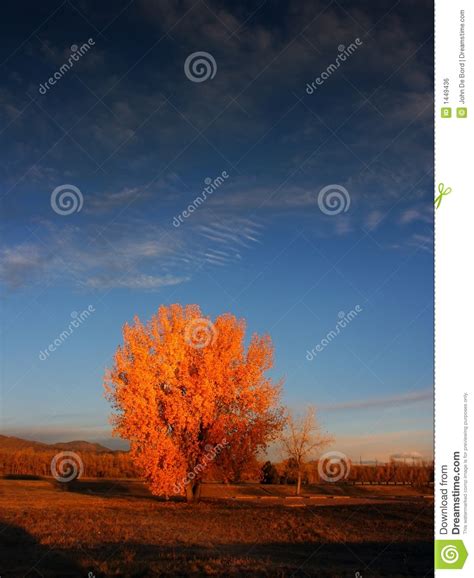 Autumn Trees At Sunrise With Blue Sky Stock Photo Image Of Minolta