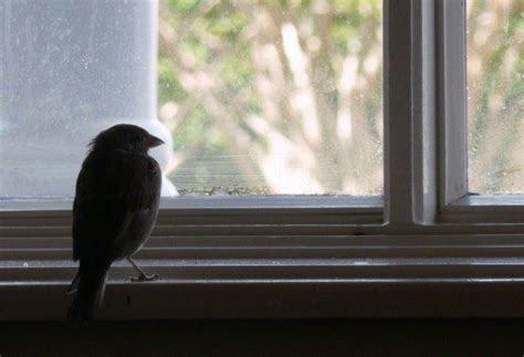 A Bird In The House Is Not Necessarily A Bad Omen House Funny Bird
