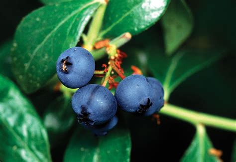 Blueberry Description Types Nutrition Cultivation And Facts