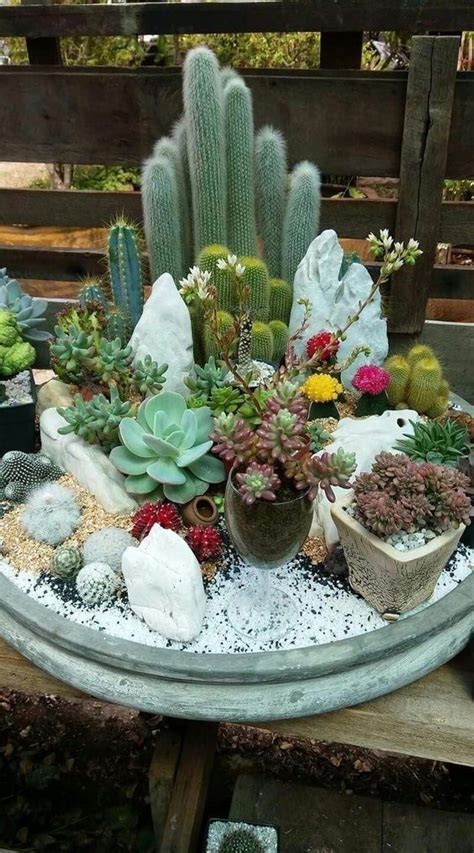 20 Indoor Cactus Garden Ideas