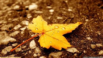 Leaves Autumn Leaf Wallpapers Fall Backgrounds Yellow