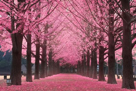Koreas 2018 Cherry Blossom Forecast Best Time And Spots To Catch The