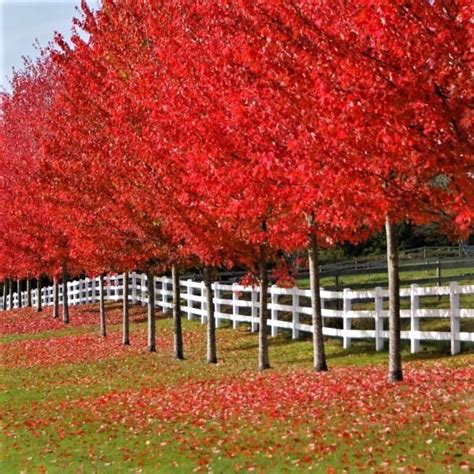 Autumn Blaze Maple Brightest Red Of Any Tree In The Fall 2 Years O