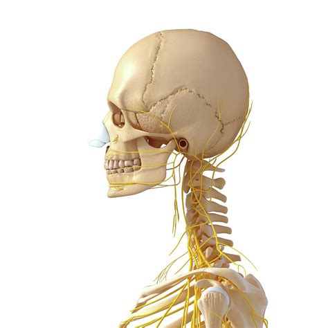 Head And Neck Anatomy Photograph By Pixologicstudioscience Photo Library