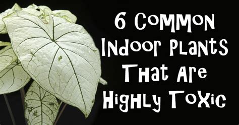 6 Common Indoor Plants That Are Highly Toxic