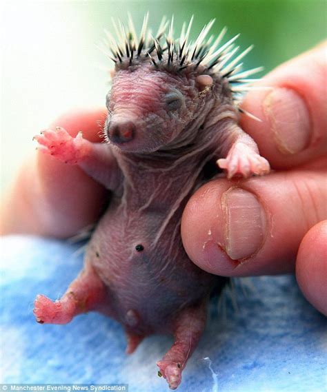 Tiny Two Day Old Hedgehog Cared For After Her Mother Is Injured In