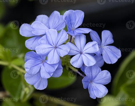 Group Of Bouquet Plumbago Auriculata Blue Flower Blooming In Botany