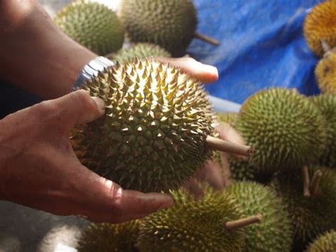 Lagu nyanyian arwah mr os bila tiba musim durian. Musim Durian Dah Tiba: 8 Tip Perlu Tahu Untuk Pilih Durian ...