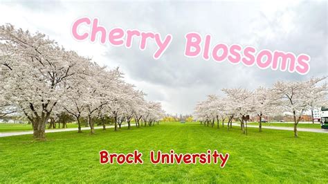 Cherry Blossoms At Brock University 布魯克大學裡盛開的櫻花 Youtube