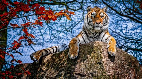Tiger Is On Top Of Rock During Daytime Near Red Leaves Hd Animals