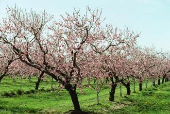 Maybe you would like to learn more about one of these? Safe Pest Control for Peach Trees | Home Guides | SF Gate