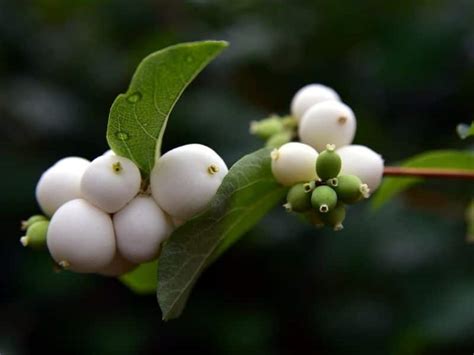 How To Grow And Care For Snowberry Plant Symphoricarpos Albus Florgeous