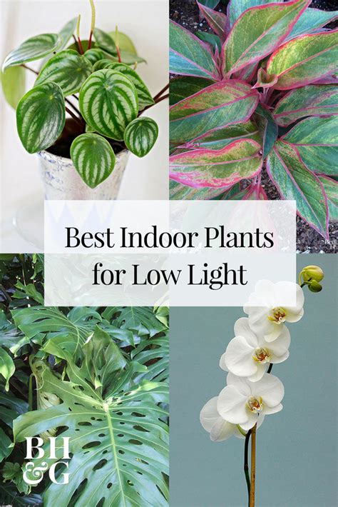 31 Best Low Light Indoor Plants To Brighten Up Your Home Low Light