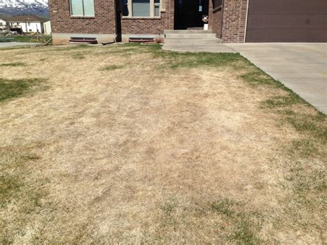 Why Is My Lawn Dead 174946 Ask Extension