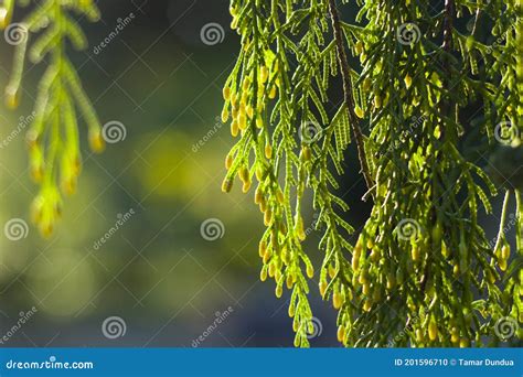 Pine Tree Leaves Close Up And Macro Green Nature Background Stock