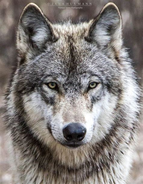 Grey Wolf Photography