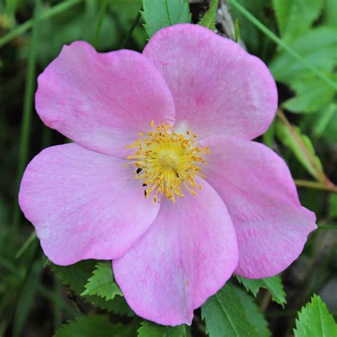 Alabama Wildflowers Pink Best Flower Site