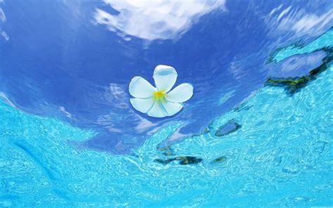 Ocean Flowers Wallpapers Top Free Ocean Flowers Backgrounds