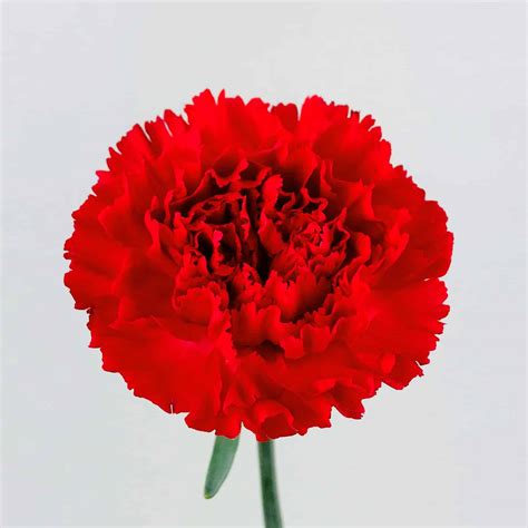 Carnation Red Wholesale Bulk Flowers Cascade Floral