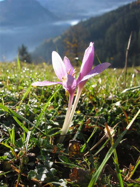Ve starších taxonomických systémech byl často řazen do čeledi liliovité v širším pojetí (liliaceae s.l.). Ocún - Wikipedie