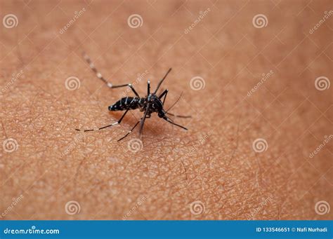 Tiger Mosquito Or Forest Mosquito On Human Skin Stock Image Image Of